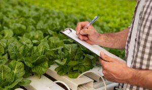 rentabilidad agricultura hidropónica