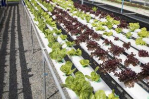 ahorrar dinero con el cultivo hidropónico