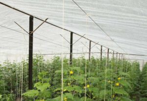 Sostenibilidad en cultivos de invernadero