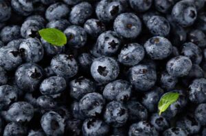 Cultivo de arándanos en hidroponía