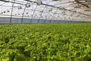 Cómo conseguir un invernadero más eficiente