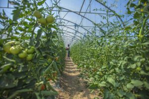 Cultivo de tomates en invernadero