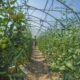 Cultivo de tomates en invernadero