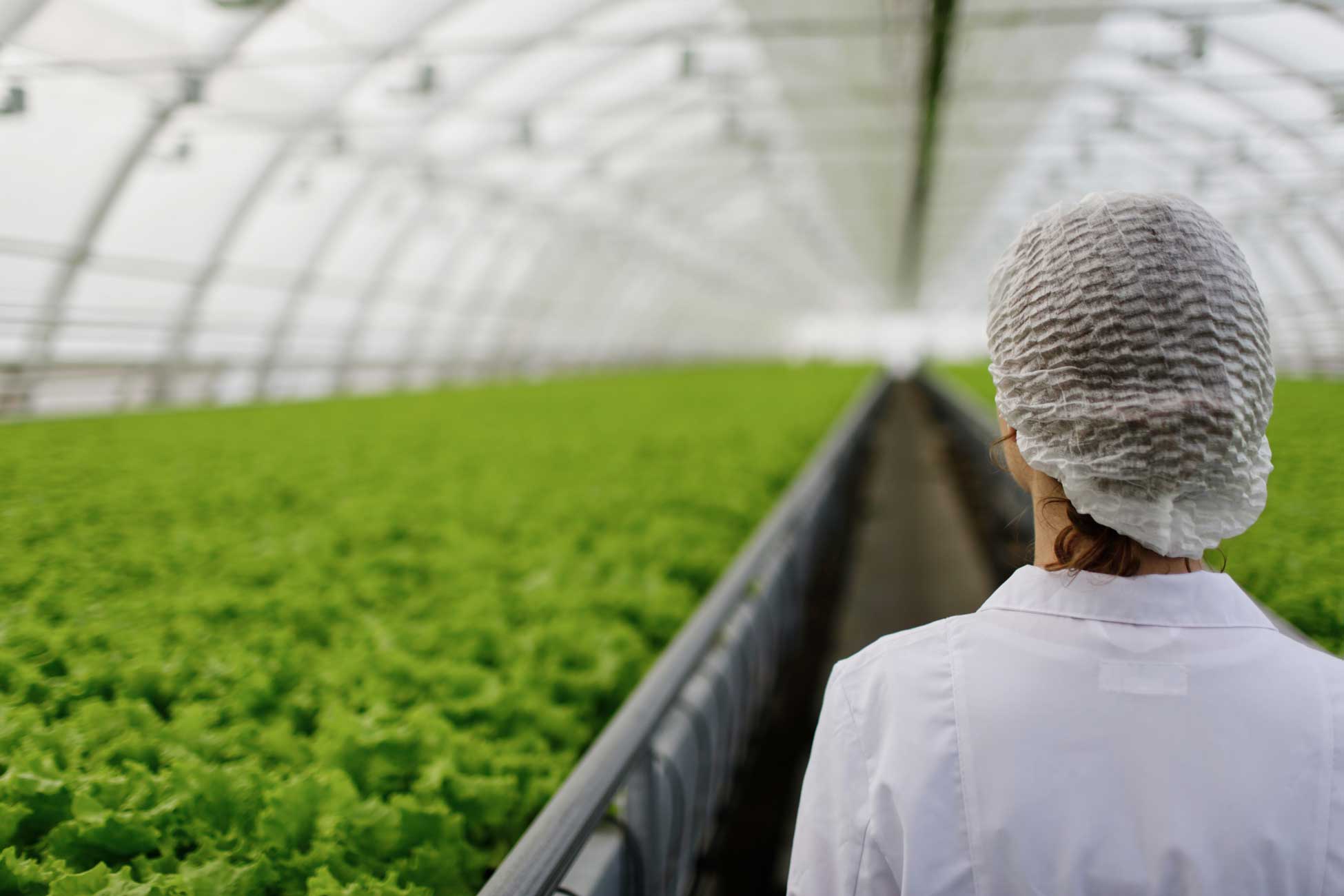 La agricultura ecológica en invernadero