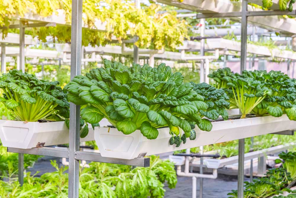 Temperatura ideal para cada cultivo de invernadero